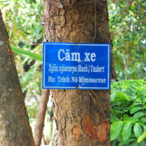 Cay Cam Xe